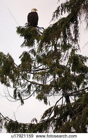 Eagle perched on tree top, Wild Pacific Trail, Vancouver Island, Canada View Large Photo Image Stock Photo - Eagle perched on tree top, Wild Pacific Trail, Vancouver Island, Canada. Fotosearch