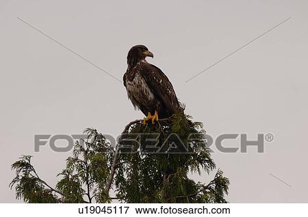 Eagle perched on tree top, Wild Pacific Trail, Vancouver Island, Canada View Large Photo Image Stock Photo - Eagle perched on tree top, Wild Pacific Trail, Vancouver Island, Canada. Fotosearch