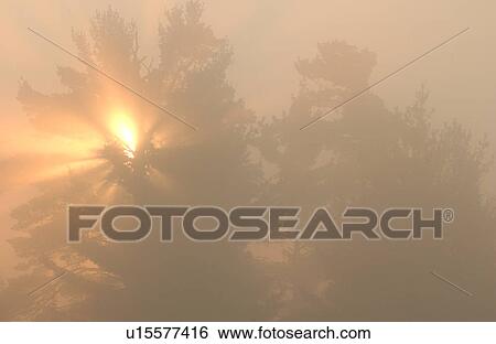 Lake of the Woods at sunrise View Large Photo Image Stock Photograph - Lake of the Woods at sunrise. Fotosearch