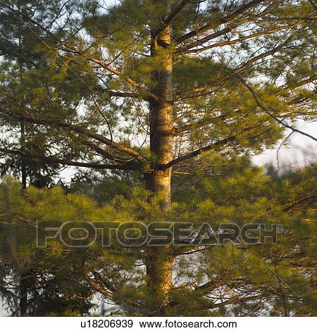 Stock Photo - Lake of the Woods, Ontario, Canada. Fotosearch