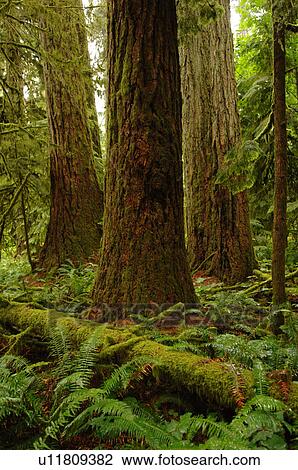 Logs and trees in forest, Cathedral Grove Trail, Vancouver Island, Canada View Large Photo Image Stock Image - Logs and trees in forest, Cathedral Grove Trail, Vancouver Island, Canada. Fotosearch
