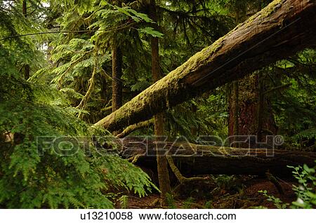 Logs and trees in forest, Cathedral Grove Trail, Vancouver Island, Canada View Large Photo Image Stock Photo - Logs and trees in forest, Cathedral Grove Trail, Vancouver Island, Canada. Fotosearch