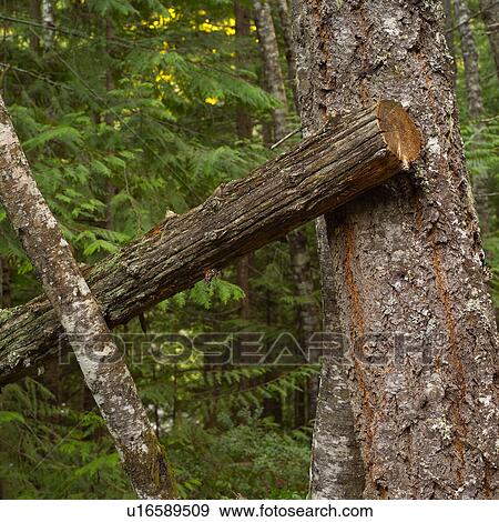 Stock Photo - Nature trails in British Columbia. Canada. Fotosearch