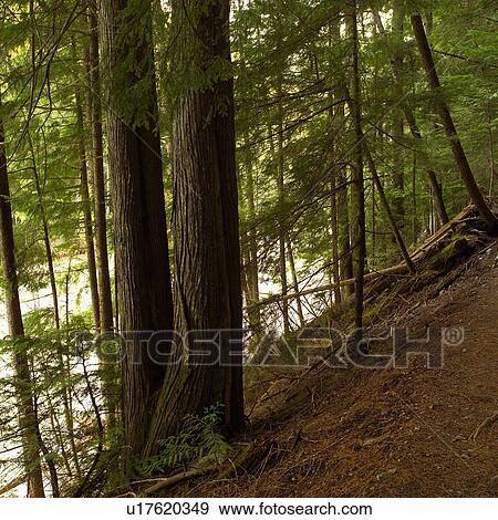 Stock Photo - Nature trails in British Columbia. Canada. Fotosearch