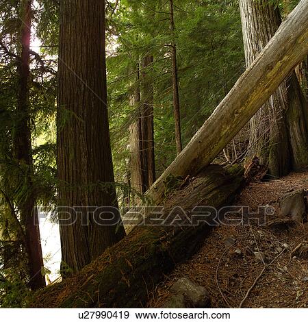 Nature trails in British Columbia. Canada View Large Photo Image Stock Photo - Nature trails in British Columbia. Canada. Fotosearch