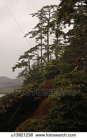 Scenic view from Radar Hill Trail, Pacific Rim National Park, Vancouver Island, Canada View Large Photo Image Stock Photo - Scenic view from Radar Hill Trail, Pacific Rim National Park, Vancouver Island, Canada. Fotosearch