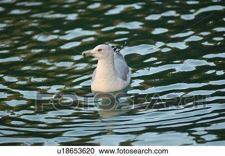 Sea gull swimming on water View Large Photo Image Stock Image - Sea gull swimming on water. Fotosearch