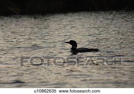 Silhouette of a duck on the water View Large Photo Image Stock Photography - Silhouette of a duck on the water. Fotosearch