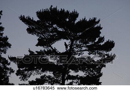 Silhouette of a tree against twilight sky View Large Photo Image Stock Photography - Silhouette of a tree against twilight sky. Fotosearch