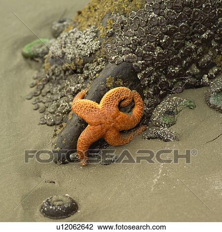 Starfish on side of a rock, Pacific Rim Park, Vancouver Island, Canada View Large Photo Image Stock Image - Starfish on side of a rock, Pacific Rim Park, Vancouver Island, Canada. Fotosearch
