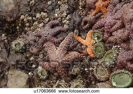Stock Photograph - Starfish on side of a rock, Pacific Rim National Park, Vancouver Island, Canada. Fotosearch