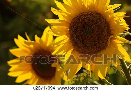 Picture - Sunflowers in prairie fields. Fotosearch