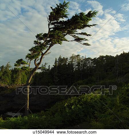 Tree on Broken Islands, Pacific Rim Park, Vancouver Island, Canada View Large Photo Image Picture - Tree on Broken Islands, Pacific Rim Park, Vancouver Island, Canada. Fotosearch