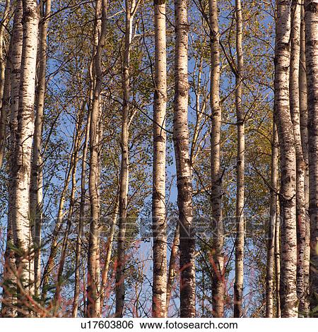 Trees in autumn View Large Photo Image Stock Photograph - Trees in autumn. Fotosearch