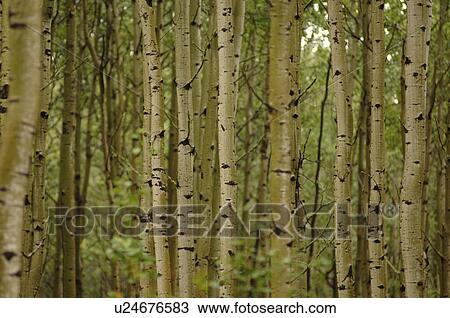 Trees in forest around Oil Sands View Large Photo Image Stock Image - Trees in forest around Oil Sands. Fotosearch