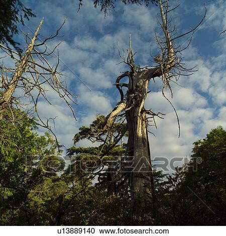 Stock Image - Trees on Broken Islands, Pacific Rim Park, Vancouver Island, Canada. Fotosearch