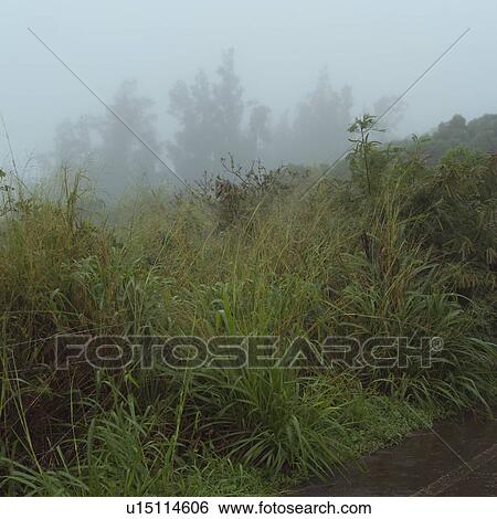 Stock Photograph - Tropical Landscape of Kauai and Molokai, Hawaii. Fotosearch
