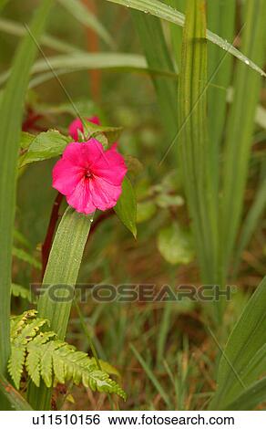 Various Plants and flowers from Hawaii View Large Photo Image Stock Photograph - Various Plants and flowers from Hawaii. Fotosearch