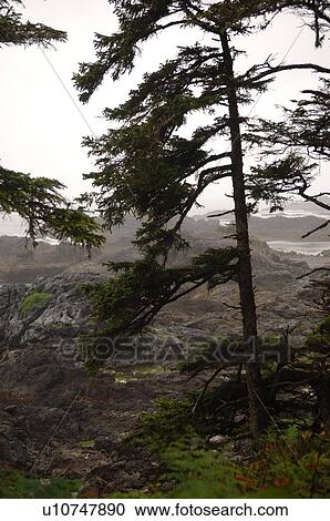 Stock Image - View along Wild Pacific Trail, Pacific Rim National Park, Vancouver Island, Canada. Fotosearch