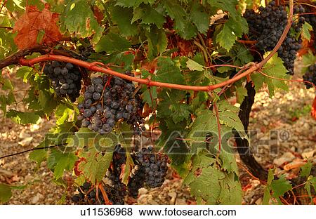 Stock Photo - Vineyards - Tuscany, Italy. Fotosearch