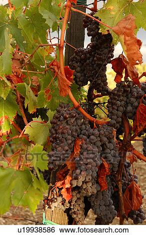 Vineyards - Tuscany, Italy View Large Photo Image Stock Photograph - Vineyards - Tuscany, Italy. Fotosearch