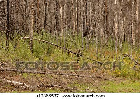 Woodlands surrounding oil sands View Large Photo Image Stock Photo - Woodlands surrounding oil sands. Fotosearch