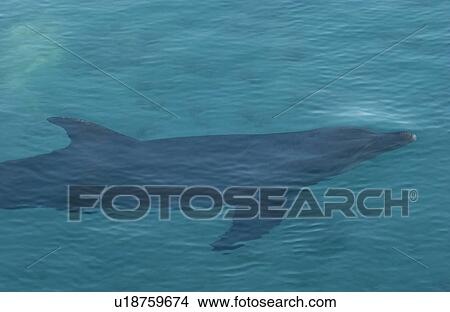 A reef shark swimming close to the water surface View Large Photo Image Picture - A reef shark swimming close to the water surface. Fotosearch