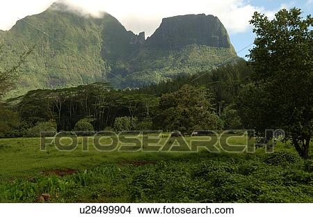 A tropical forest, Moorea, Tahiti, French Polynesia, South Pacific View Large Photo Image Picture - A tropical forest, Moorea, Tahiti, French Polynesia, South Pacific. Fotosearch