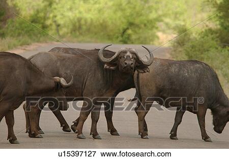 Stock Photo - African Buffalo. Fotosearch