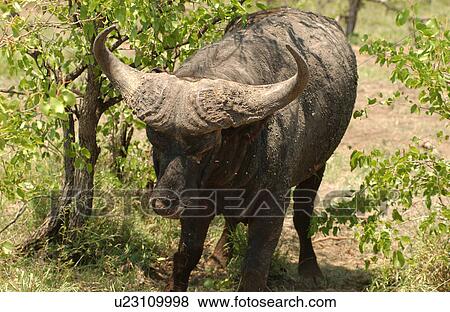 Stock Photo - African Buffalo. Fotosearch
