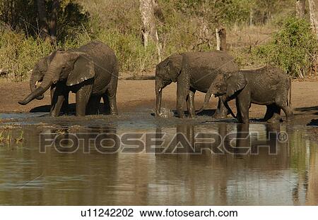 African Elephant View Large Photo Image Stock Image - African Elephant. Fotosearch