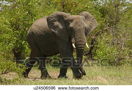 Stock Photograph - African Elephant. Fotosearch