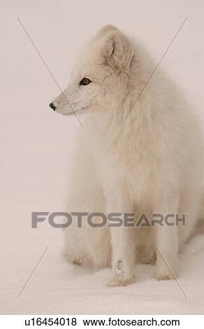 Arctic Fox View Large Photo Image Stock Photo - Arctic Fox. Fotosearch