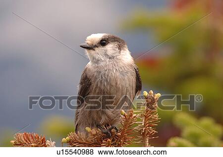 Stock Photo - Bird perched on tree. Fotosearch