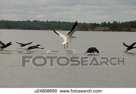 Stock Image - Birds flying over water catching fish. Fotosearch