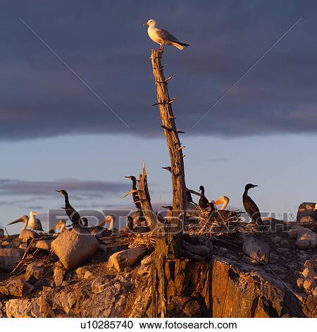 Stock Image - Birds perched on rocks and a tree. Fotosearch