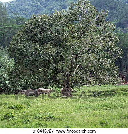 Stock Photo - Cattle at Moorea in Tahiti. Fotosearch