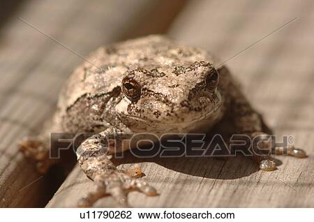 Stock Image - Close up of a frog. Fotosearch