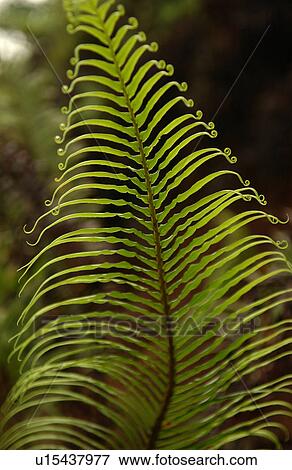Close-up of a tropical plant leaf View Large Photo Image Stock Photo - Close-up of a tropical plant leaf. Fotosearch