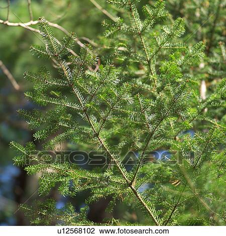 Close-up of evergreen branch View Large Photo Image Stock Image - Close-up of evergreen branch. Fotosearch