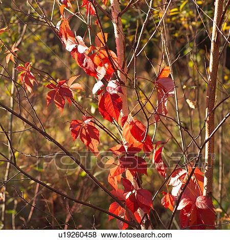 Stock Photo - Close-up of red autumn leaves. Fotosearch