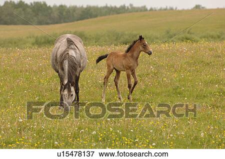 Stock Photo - Colt with mother grazing in pasture. Fotosearch