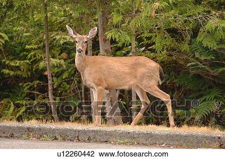 Stock Image - Deer at side of Road. Fotosearch