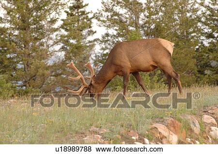 Elk grazing on grass View Large Photo Image Stock Photo - Elk grazing on grass. Fotosearch