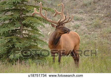 Elk standing by tree View Large Photo Image Picture - Elk standing by tree. Fotosearch