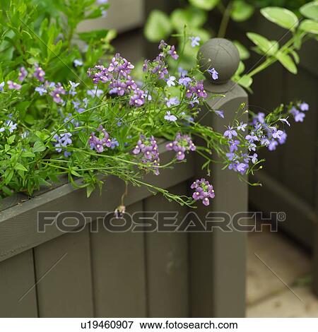 Stock Photo - Flowers in a wooden planter. Fotosearch