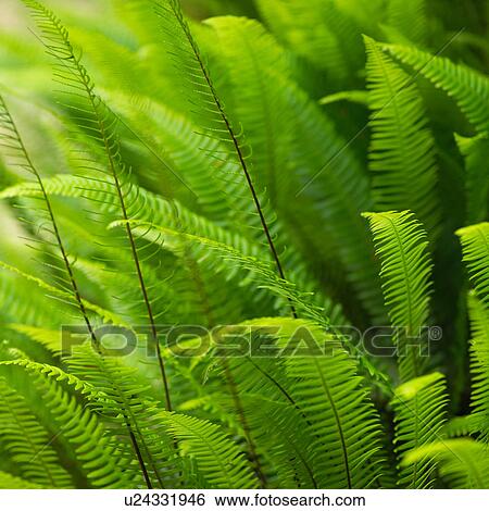 Foliage View Large Photo Image Stock Photograph - Foliage. Fotosearch