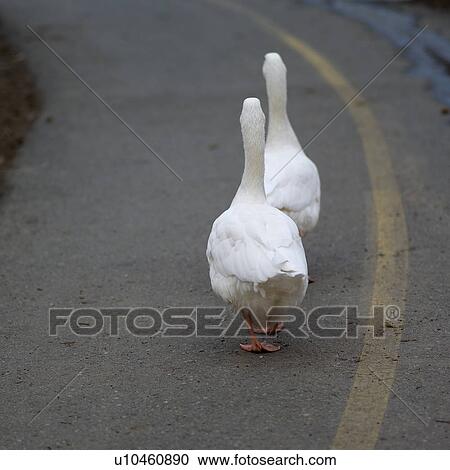 Stock Image - Geese Walking Along Street. Fotosearch