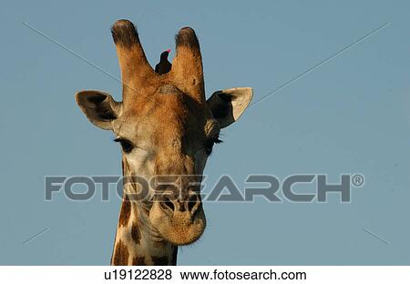 Giraffe View Large Photo Image Stock Photo - Giraffe. Fotosearch