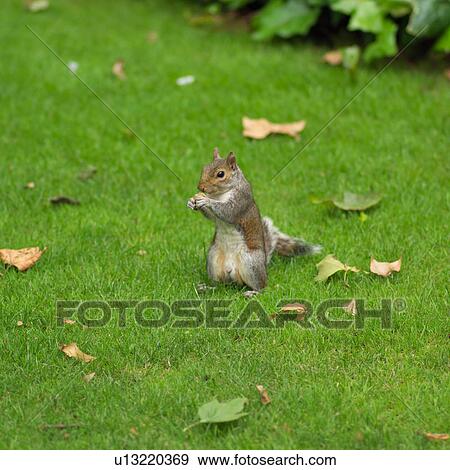 Gray squirrel View Large Photo Image Stock Photo - Gray squirrel. Fotosearch